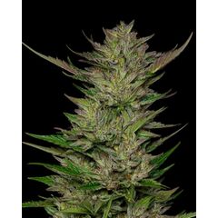 Don Carlos, Фасовка: 3